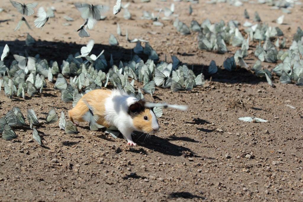 mrborn2loseher's tweet photo. LOOK AT THIS WILD GUINEA PIG PLAYING WITH WILD BUTTERFLIES https://t.co/86Ixo25xaY