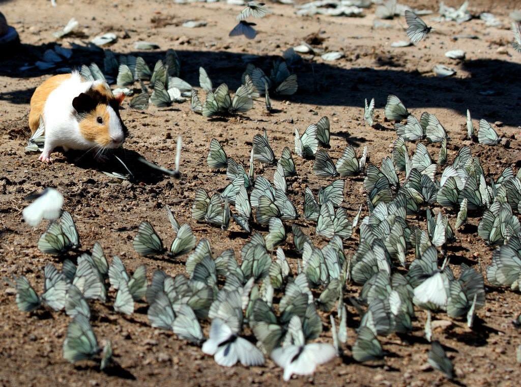 mrborn2loseher's tweet photo. LOOK AT THIS WILD GUINEA PIG PLAYING WITH WILD BUTTERFLIES https://t.co/86Ixo25xaY