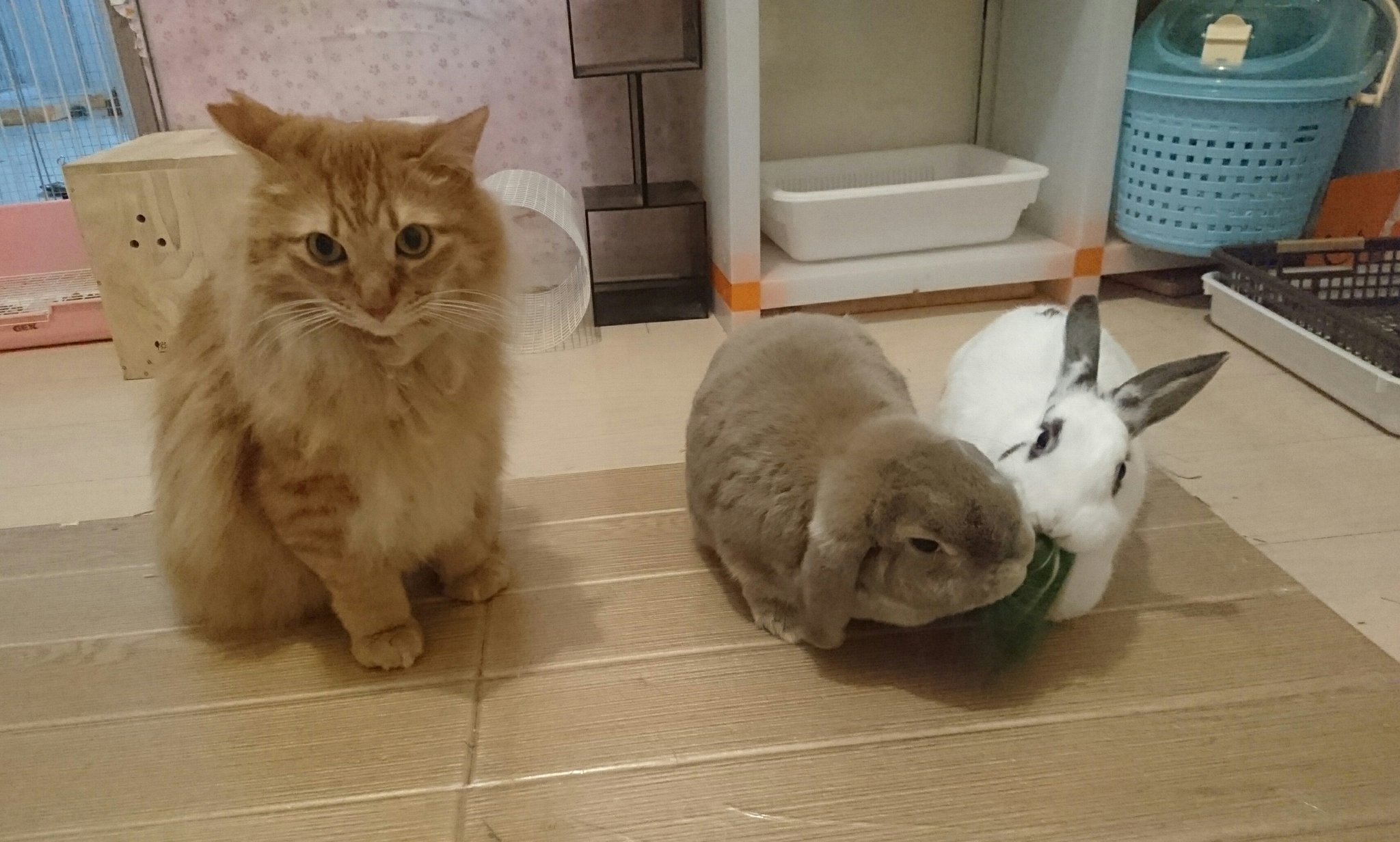 まゆ 兎枕 サイコー うさぎ うさぎとねこ 猫 ミニウサギ ホーランドロップ 茶トラ 仲良し動物 カワイイ動物 保護うさぎ 保護猫 猫白血病 猫エイズ エイベット だるまうさぎレスキュー T Co 6tuinbsapv Twitter