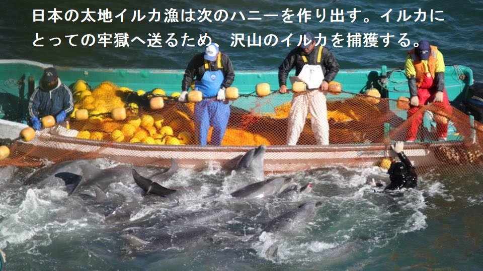 千葉県犬吠埼マリンパーク。閉館した水族館に残されたイルカのハニーは、苦しみと孤独の中に。 日本の太地イルカ漁は次のハニーを作り出す。イルカにとっての牢獄へ送るため、沢山のイルカを捕獲する。 #イルカ #水族館 #イルカのハニー #honey
