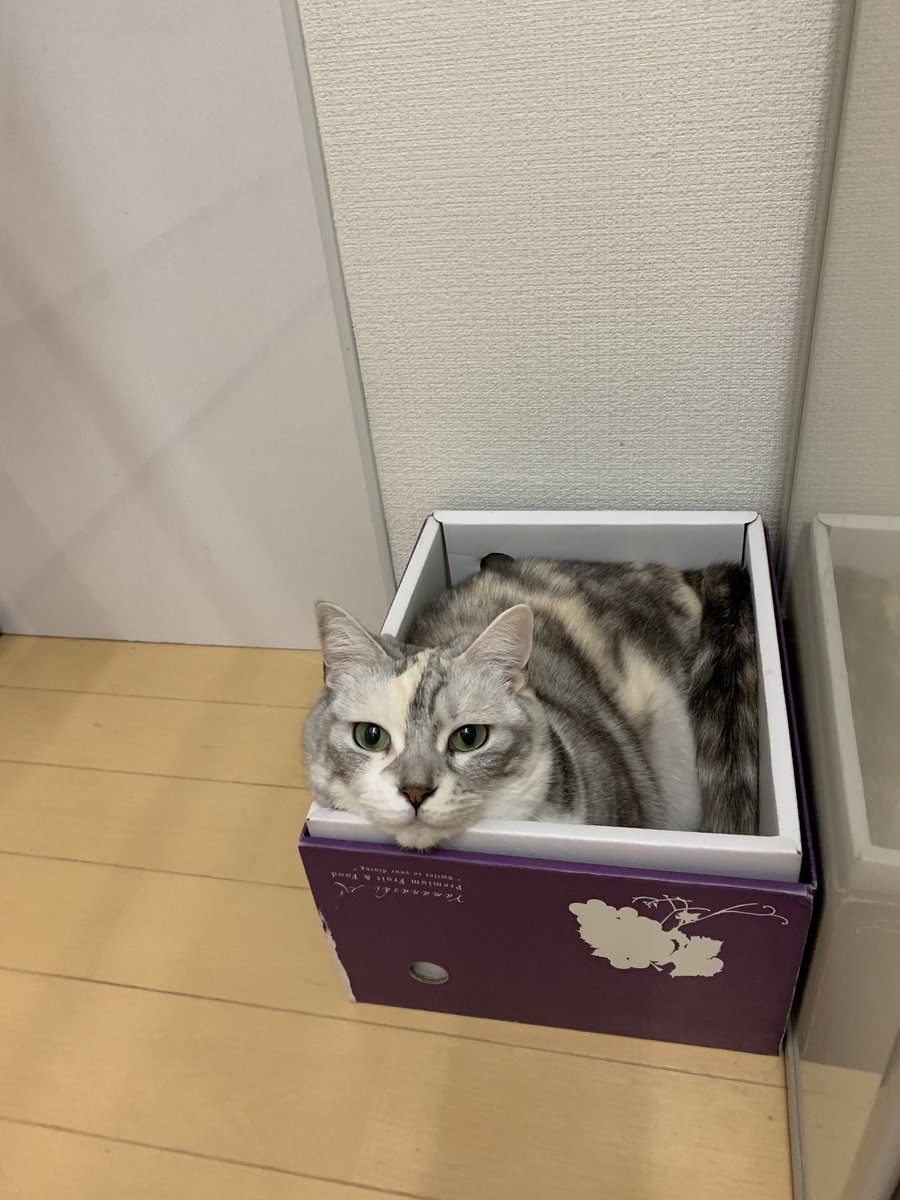 昨日の写真忘れてた。

帰宅してこまちょさんのご飯出しやトイレ掃除を終えるといつもなんですが。。。

にゃ？🐱

そばで呟く。追いかけっこしろと😓
30分ほど追い回したり追いかけられたり。

隠れてる時は気がつかないフリして
どこー？と声かけたり。丸見えだけどね😑
#猫 #ネコ #cat #マンチカン