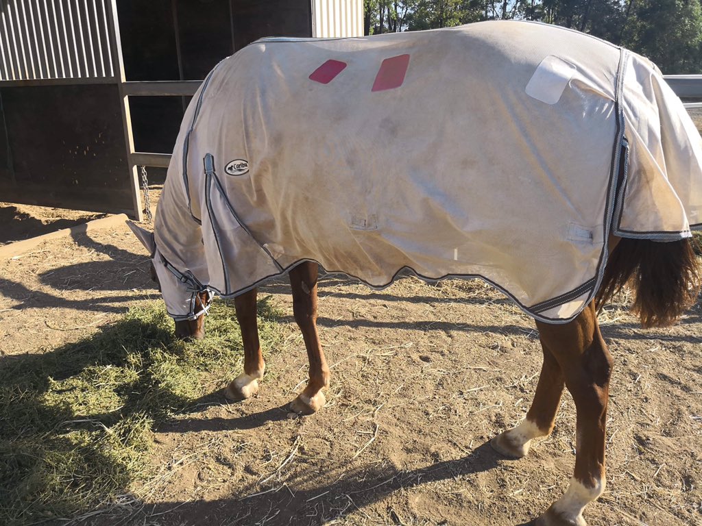 ripitpatchit's tweet image. Just another day saving money! Patched my rug.
#HorseRacing #horseracetrainers