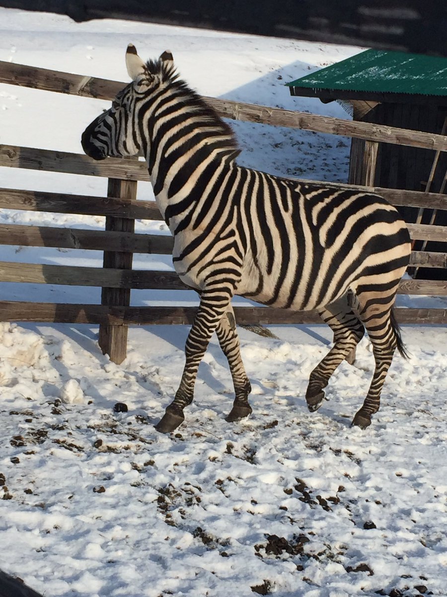 revolution_08's tweet photo. 今日の1コマ新冠町内牧場��て！
寒かったけどシマウマ🦓も一緒！？ https://t.co/3l2vJPLxyt