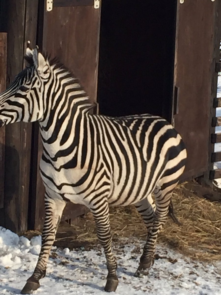 revolution_08's tweet photo. 今日の1コマ新冠町内牧場��て！
寒かったけどシマウマ🦓も一緒！？ https://t.co/3l2vJPLxyt