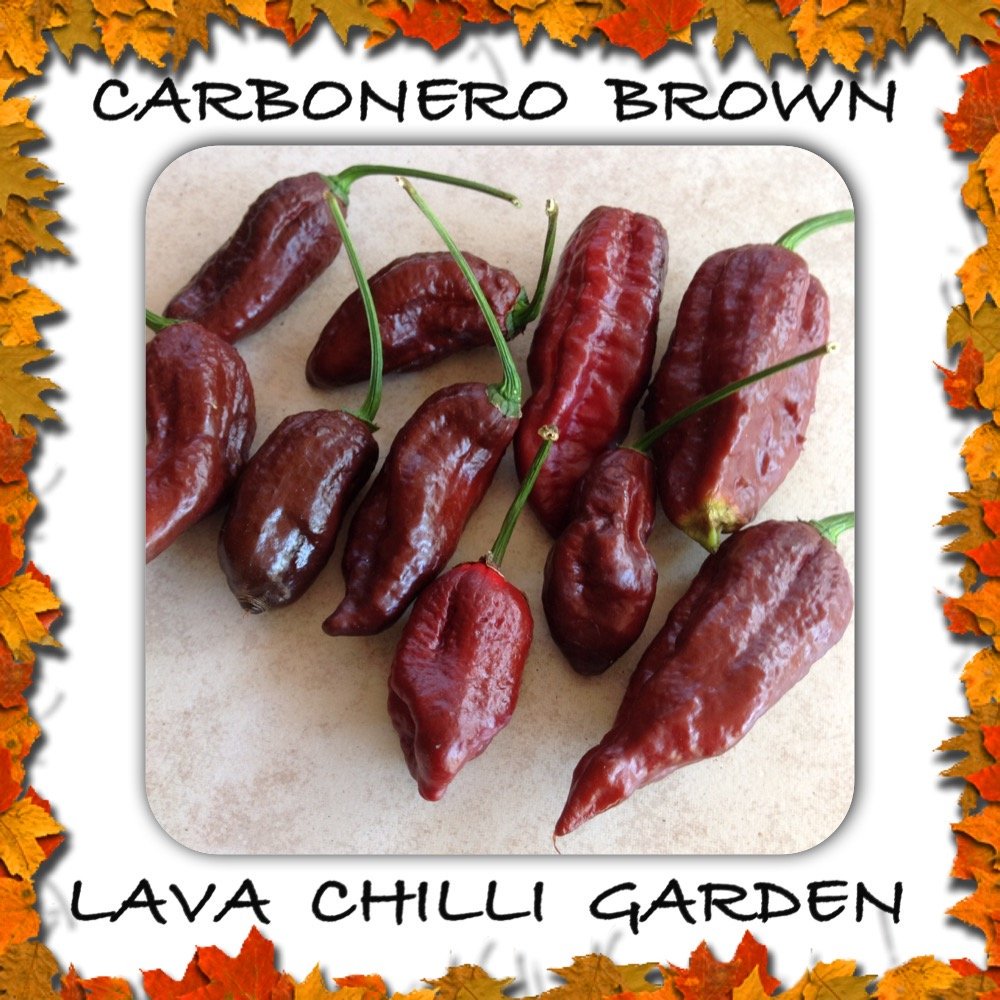 LavaChilliMark's tweet photo. Carbonero Brown AUD 15.00
➤ https://t.co/JB8A38QleR https://t.co/cnuvB55dQ9