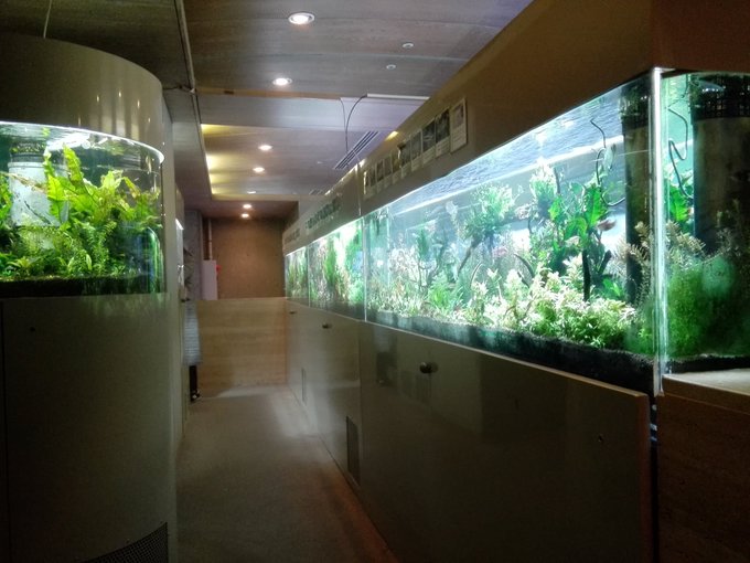 板橋区熱帯環境植物館のtwitterイラスト検索結果