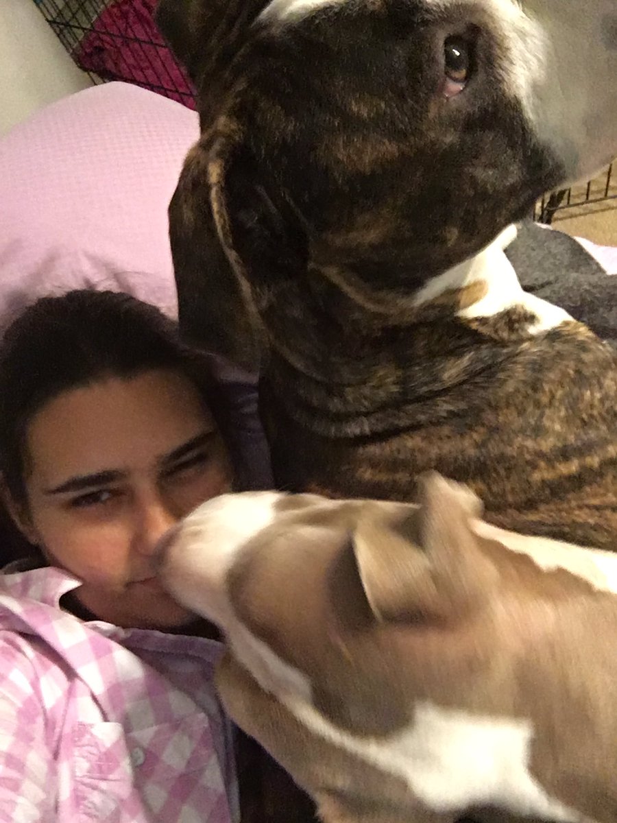 primerafelina's tweet photo. @DonutOperator Don’t you know there is no peace when pets are involved? https://t.co/zPRyTH6Cn3