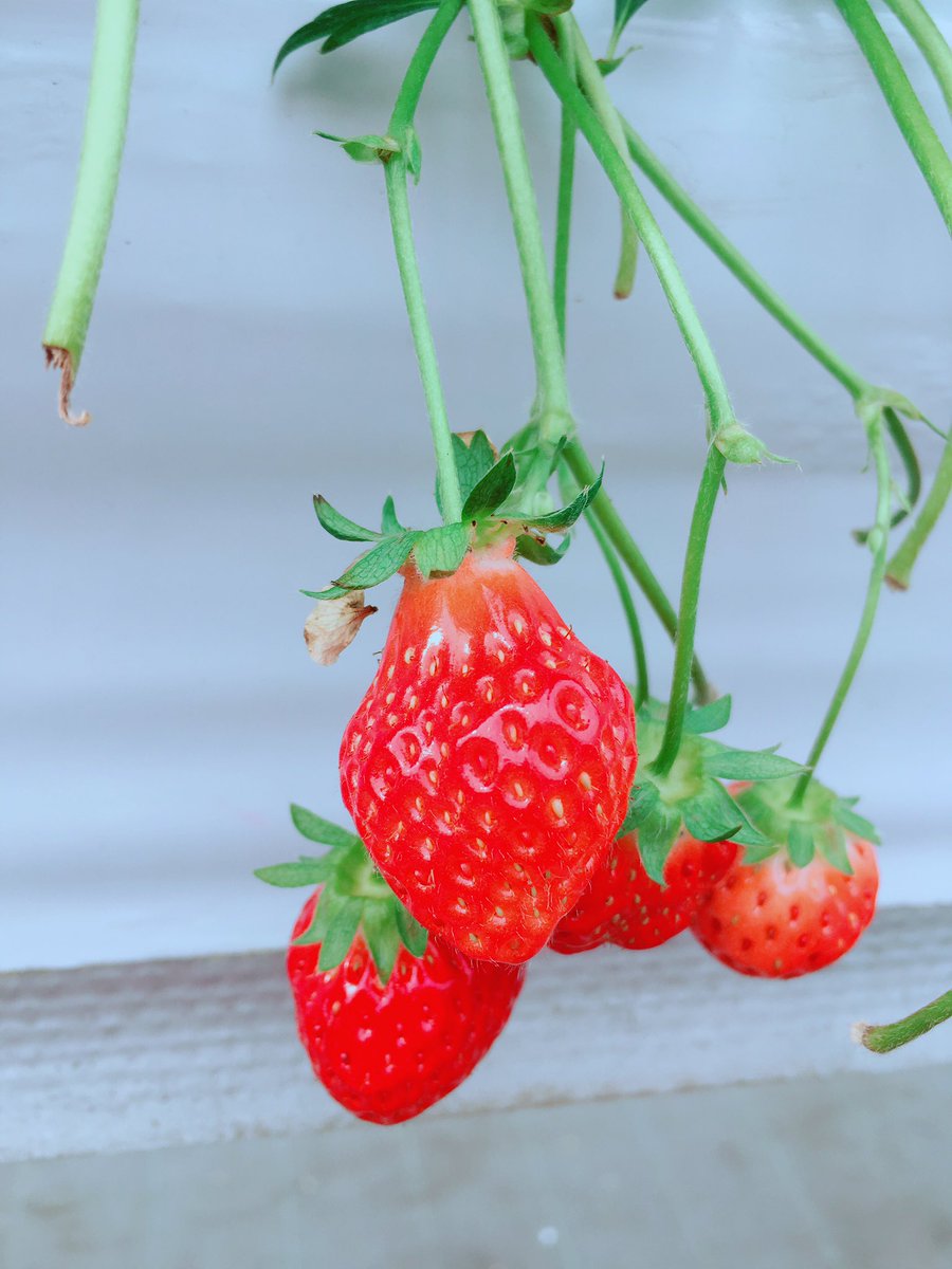 おっきくてごつごつの苺は 鶏冠果 といって甘くておいしい率が高いらしい Togetter