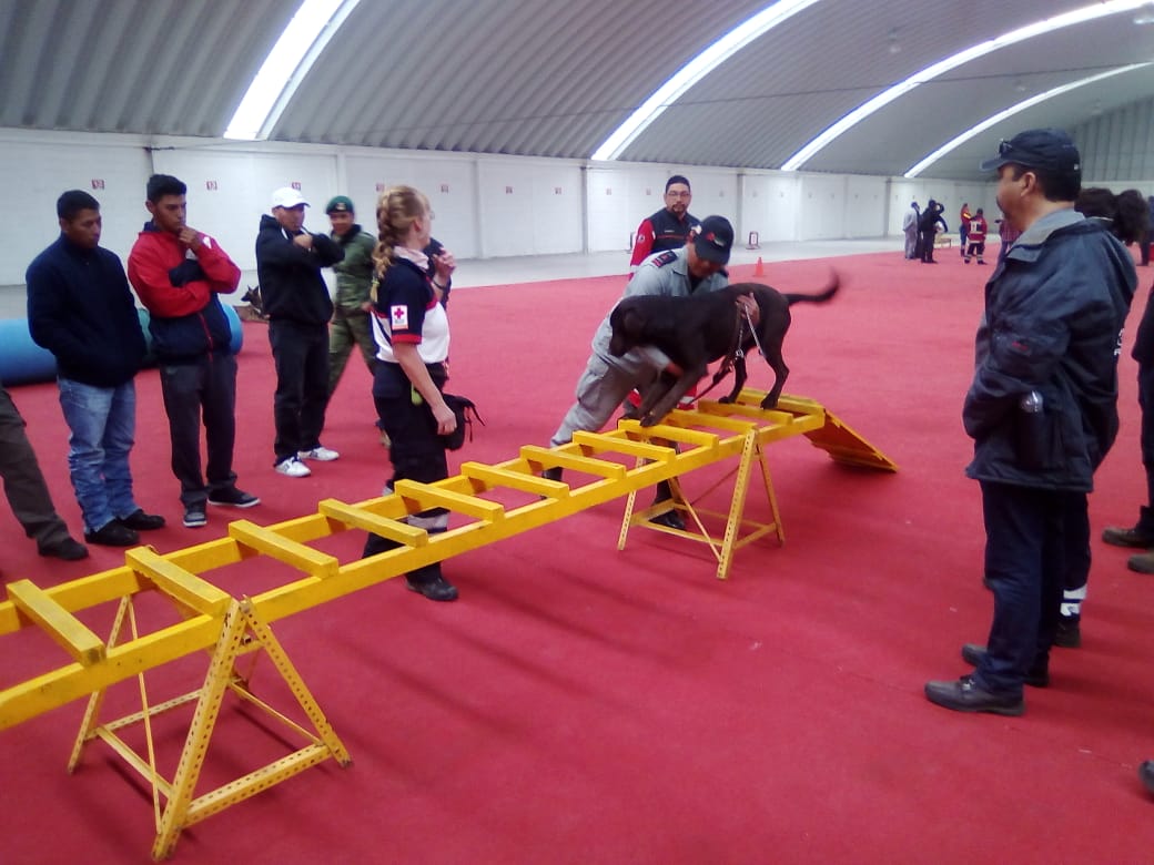 PCJalisco's tweet photo. #OrgulloPC Nuestros oficiales del Escuadrón Canino participan en el 3er Congreso Nacional de Perros Búsqueda y Rescate que se realiza en la #CDMX, donde han tenido la oportunidad de practicar y adquirir nuevos conocimientos en esta especialidad #SoyPCJalisco #K9 @GobiernoJalisco https://t.co/O6FVOg1fR5