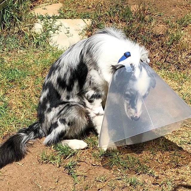 Bruce is looking very sad and sorry for himself .
.
#noballs #sadpuppy #conehead #dogsofadelaide #australianshepherd #aussiesofig #adelaide #southaustralia bit.ly/2Dlux5d