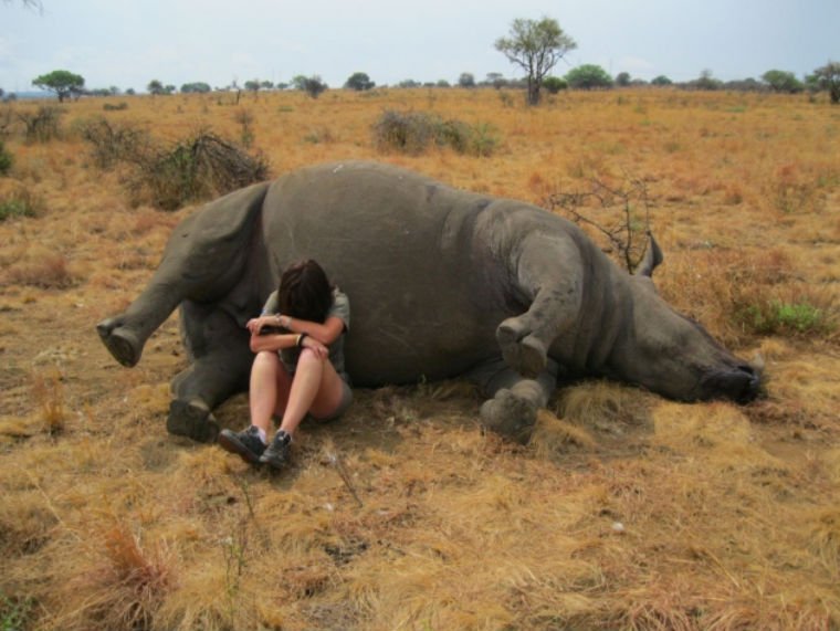 semestasains's tweet image. Dr. Lynne MacTavish menangis didekat mayat badak yg selama ini dilindunginya.

Ia 'kecolongan', badak ini dibunuh dan diambil culanya saat sedang hamil.