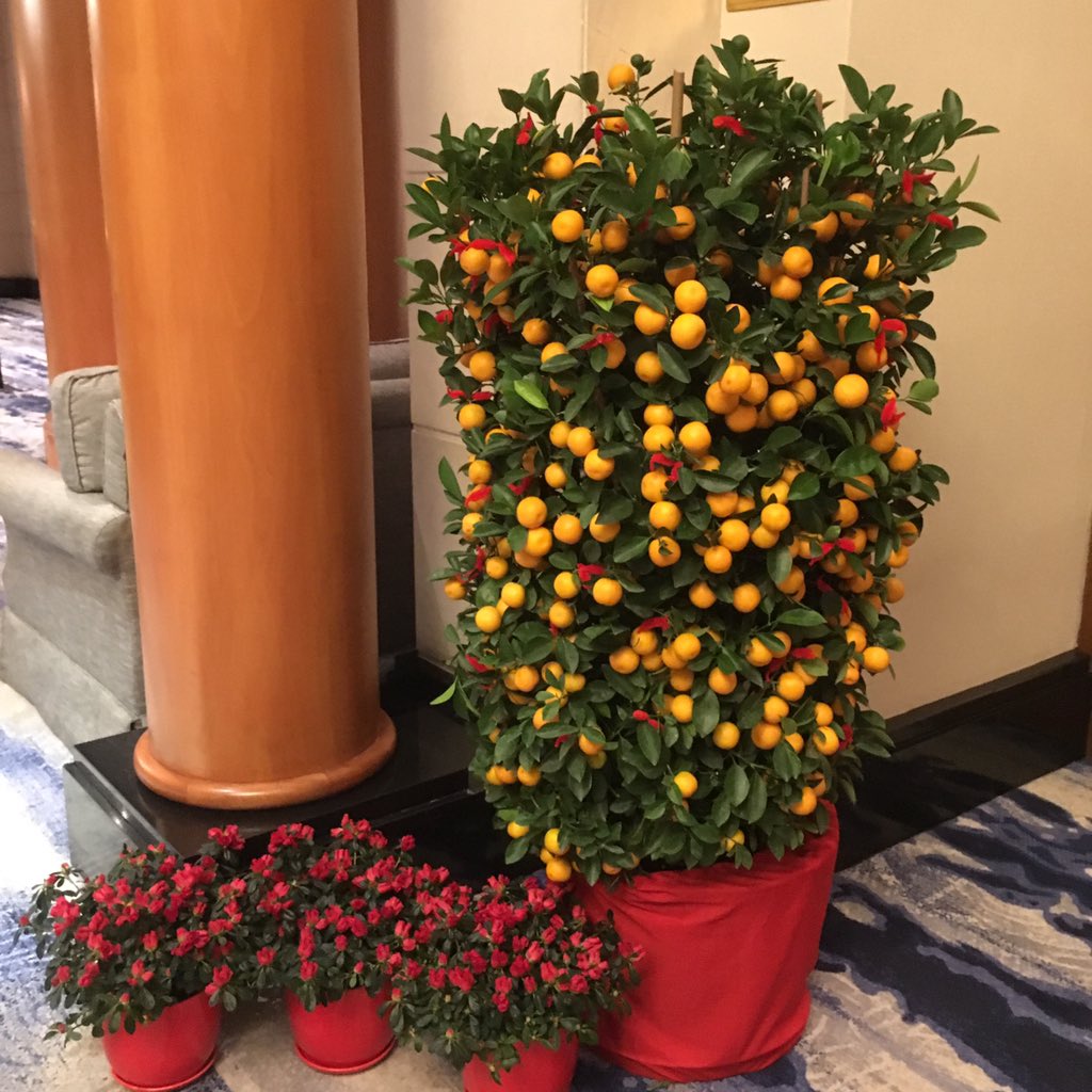 🚶🏻Curtis S. Chin tweet media