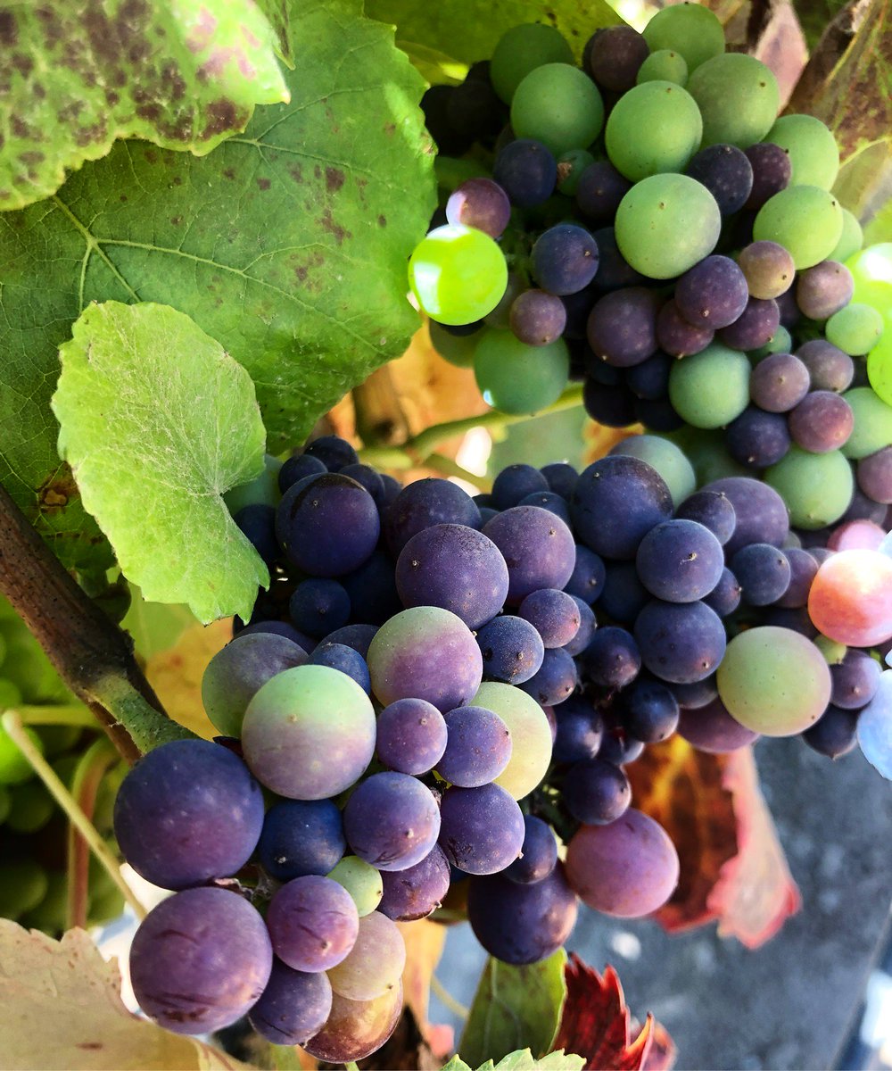 KingstonWine's tweet photo. #Veraison, when our #grapes begin to take on a purple tint, is in full swing in the #vineyards which means that #harvest2019 is just around the corner. https://t.co/FBPBFpwtC4