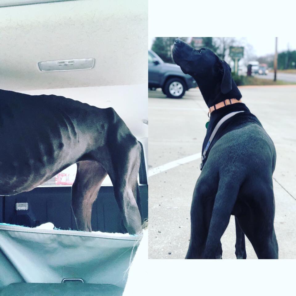 TNProverbs1210's tweet photo. Nadia was a starved, neglected beauty. With good vet care and small meals around the clock, she now looks like a different dog. In 6 weeks she has gained “30” pounds, has a shiny coat, and pep in her step. Tomorrow, she is meeting her potential adopter. #AnotherLifeChanged https://t.co/GV3aQFGLtp