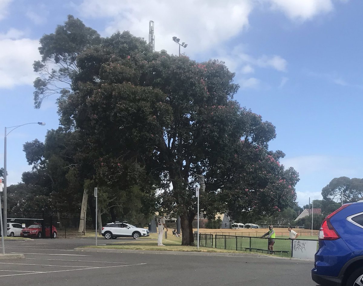 A break in play at Mentone with the ball caught in a tree in the match between <a href="/MentoneCC/">Mentone Cricket Club</a> and <a href="/MurrumbeenaC/">Murrumbeena CC</a> after a Troy Lamb six.