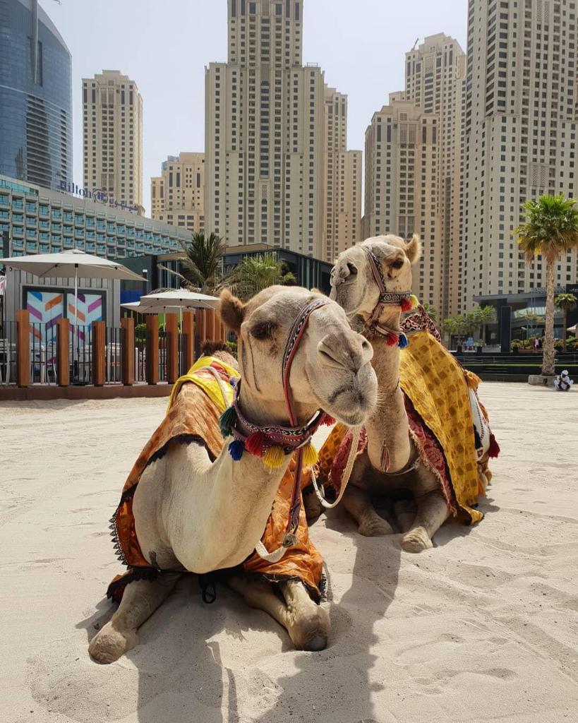 visitdubai_pl's tweet photo. Miasto, plaża, wielbłądy... takie wakacje czekają na Was tylko w Dubaju :) https://t.co/3GRRVJEIPr [zdjęcie IG/@f1csilla] #OdwiedzDubaj #VisitDubai https://t.co/BHlh57OvCJ