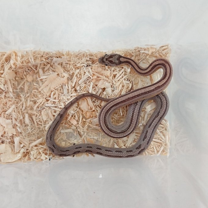 コーンスネークのtwitterイラスト検索結果 古い順