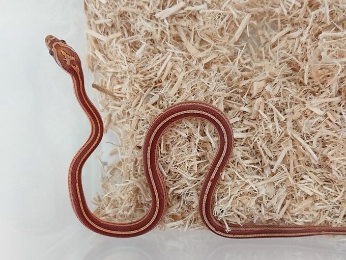 コーンスネークのtwitterイラスト検索結果 古い順