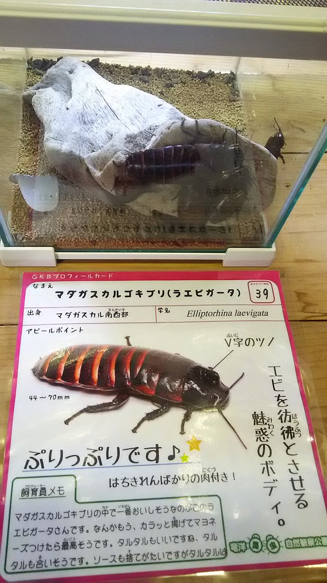 汐招 בטוויטר ゴキブリ展g 竜洋昆虫に行ってきました 久しぶりに行けて良かったしゴキブリ達も綺麗に展示されてて良かった 職員の方ともお話が出来てもう満足ですわ B