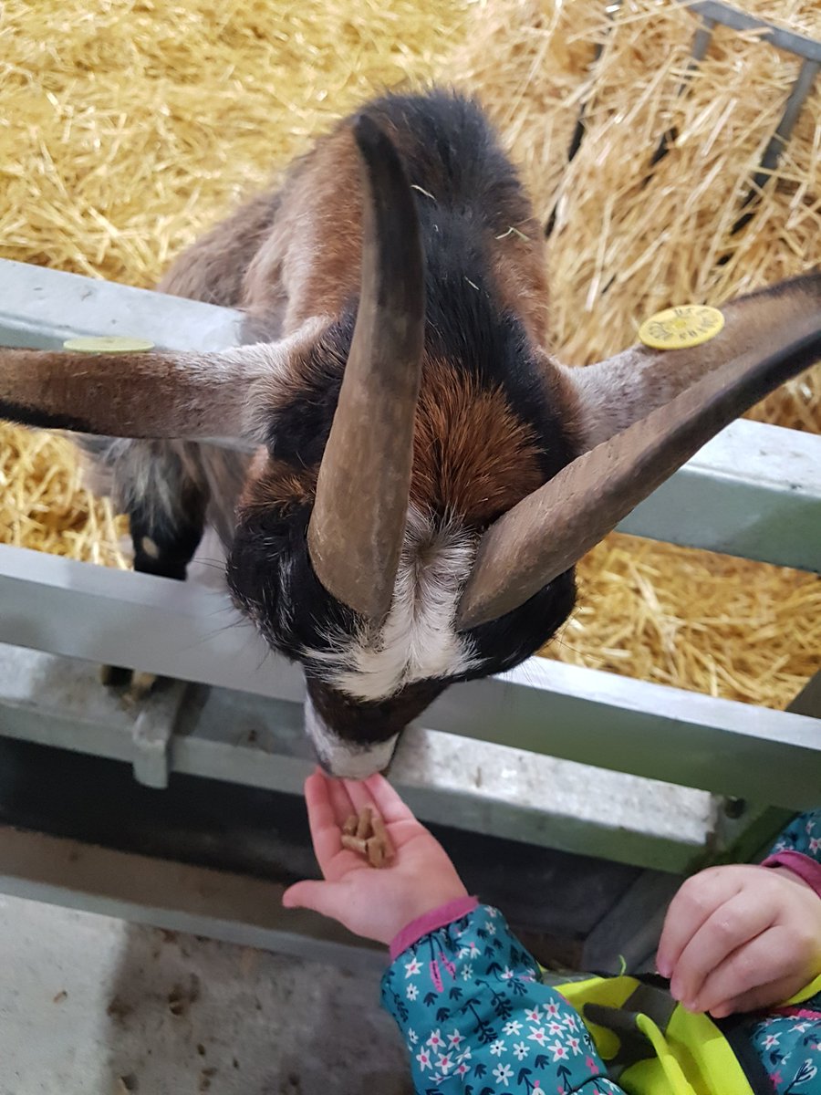 FairfieldRD's tweet photo. EYFS feeding the animals at White Post Farm 🐑🐐 #FPA #Shinelikeastar https://t.co/7NvjK5yZLC