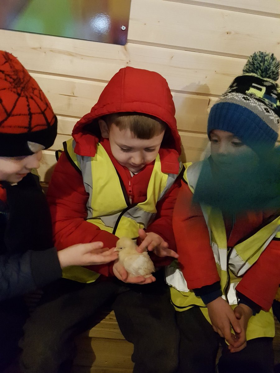 FairfieldRD's tweet photo. Time for cuddles with the chick 🐥 in the Petting Barn #EYFS #FPA #Shinelikeastar https://t.co/vbz8XKYOwe