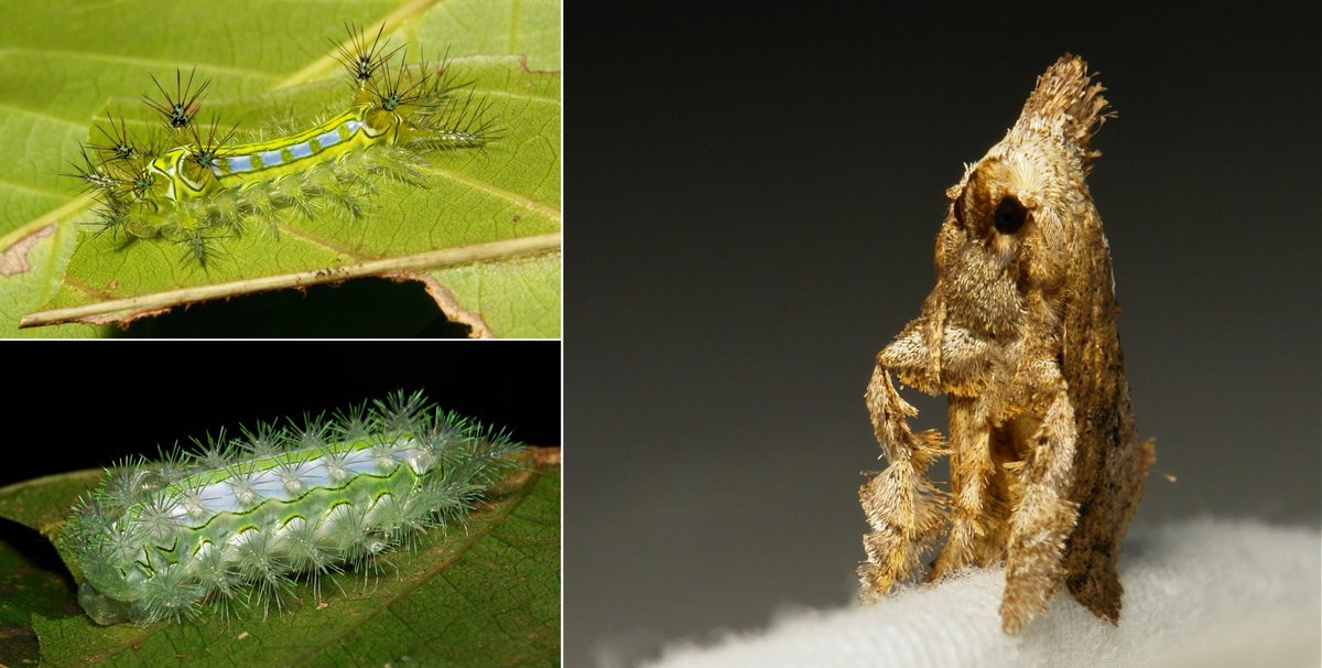  #METAMORPHOSIS - "Statuesque" Cup  #Moth (Susica sinensis, Limacodidae)Collage includes images of the mid-instar caterpillar (above) and dramatically different final instar (below) https://flic.kr/p/2dmmK9j  #insect  #China  #Yunnan  #Lepidoptera  #entomology