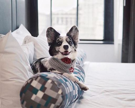 PRDCProperties's tweet image. Comment below if your pup has full range of your home too! PRDC rentals are pet friendly-- we love seeing your furry family members. RG @navycorgi