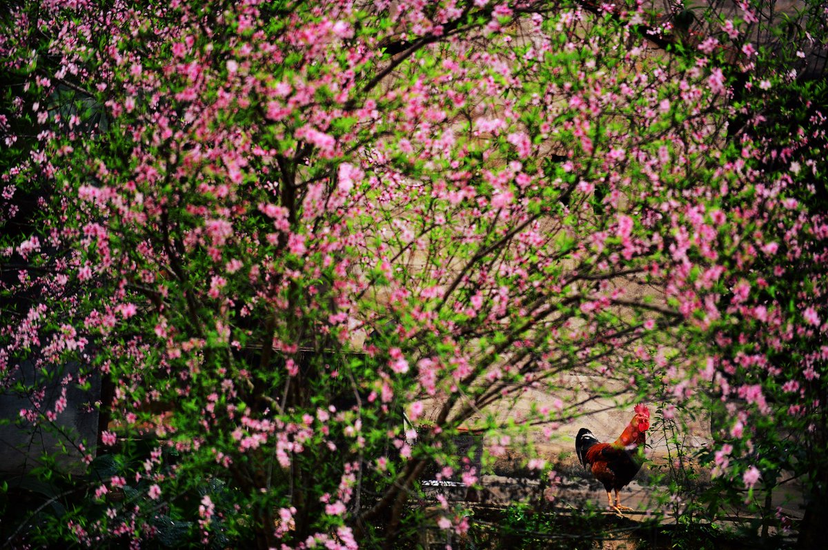The beautiful image with peach blossoms on Tet holiday🌸🌸🌸
❤️Happy Lunar New Year❤️
#landscape #spring #LunarNewYear #love #photo #Vietnam #Vietnobletours