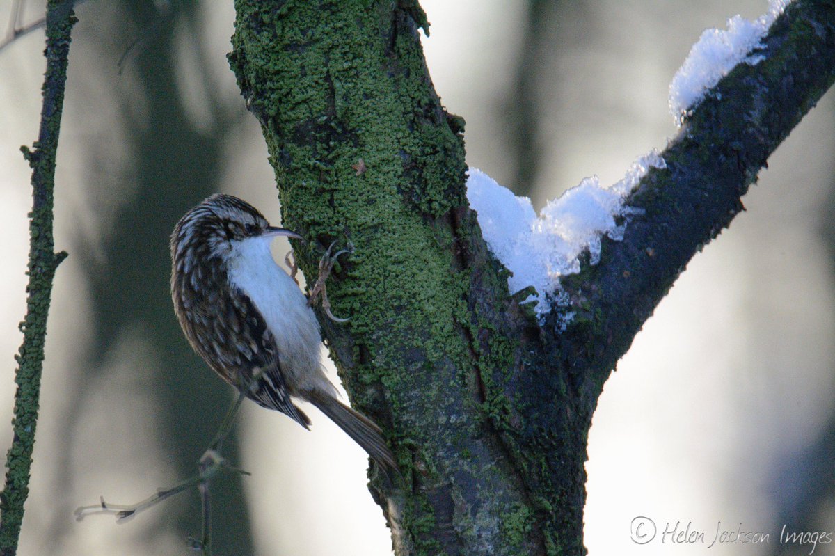 hjimages's tweet photo. A few birds in the snow from last weekend! https://t.co/WiHEqvyv1u