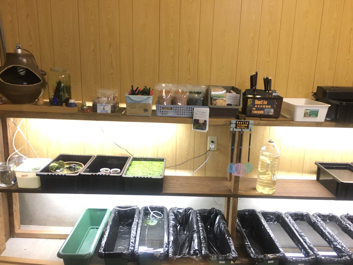 室内飼育のメダカ達 Hashtag Pa Twitter