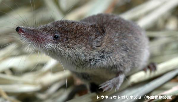 大好きな動物 Twitter Search Twitter