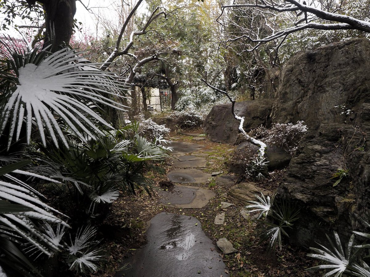 スタジオなまず على تويتر 今日の庭の様子です 雪景色にはならず雪化粧という感じでした 縁側前の紅梅は開花が始まっていたところの雪でした