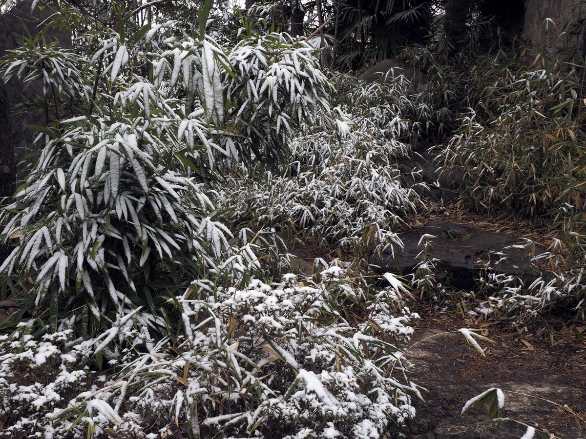 スタジオなまず على تويتر 今日の庭の様子です 雪景色にはならず雪化粧という感じでした 縁側前の紅梅は開花が始まっていたところの雪でした