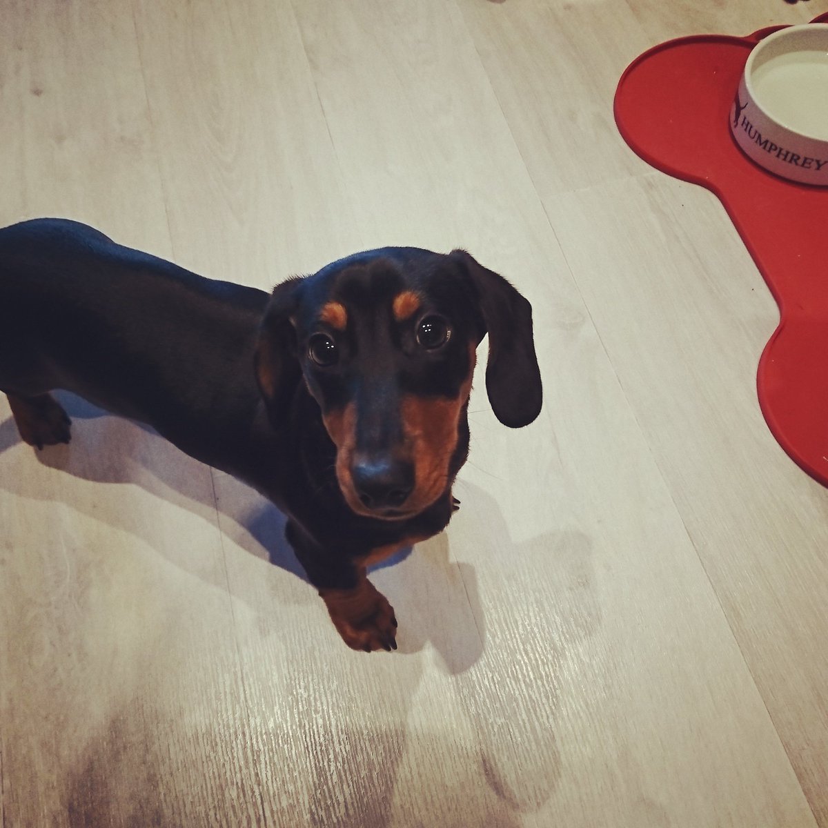 Humphrey_TopDog's tweet photo. Food time? #alwayshungry #sausagedogproblems #anytreats https://t.co/EtybTig3pD
