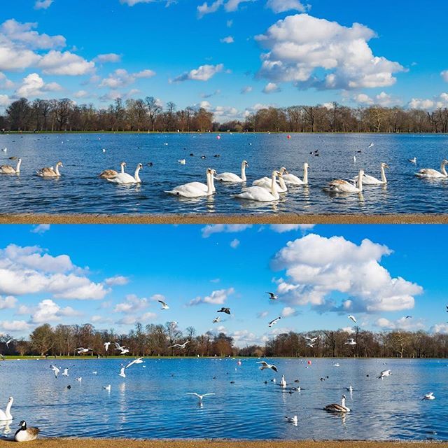 MeNamePotato_'s tweet photo. #parque #lago #londres #uk #cisnes #patos #etc. #lake #park #london #swans #ducks #... #🥔 https://t.co/AxD7NHMvPL https://t.co/rzg4jH9ATi