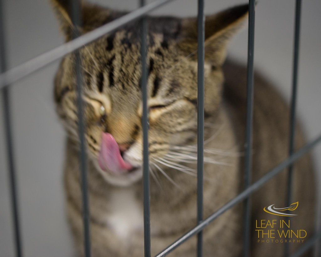 "This food is good... More, please!"
#Indy is one of our new #kitties at #bestpalsarc! She and her best friend #Elvis are adapting well! #caturday #adoptablepets Pic by <a href="/litwphoto/">LITWPhoto</a>