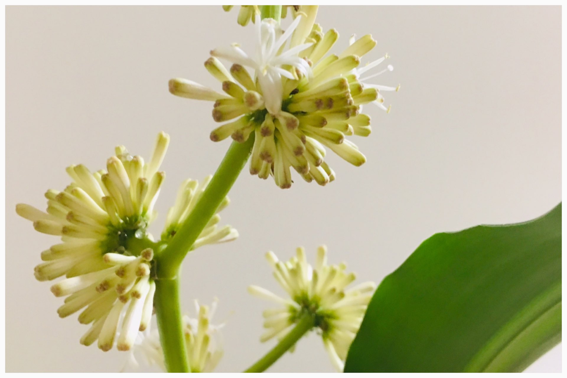 カズミィ 愛犬はずっと一緒 雪の降る寒い日に 幸福の木の花が咲き始めました 熱帯アフリカ原産なので 寒さで枯れてしまわないか心配でした 一安心です 幸福の木ドラセナの花言葉は 幸福 なのでｔｌにちょっとお裾分け 匂いが強いけど我慢します ๑