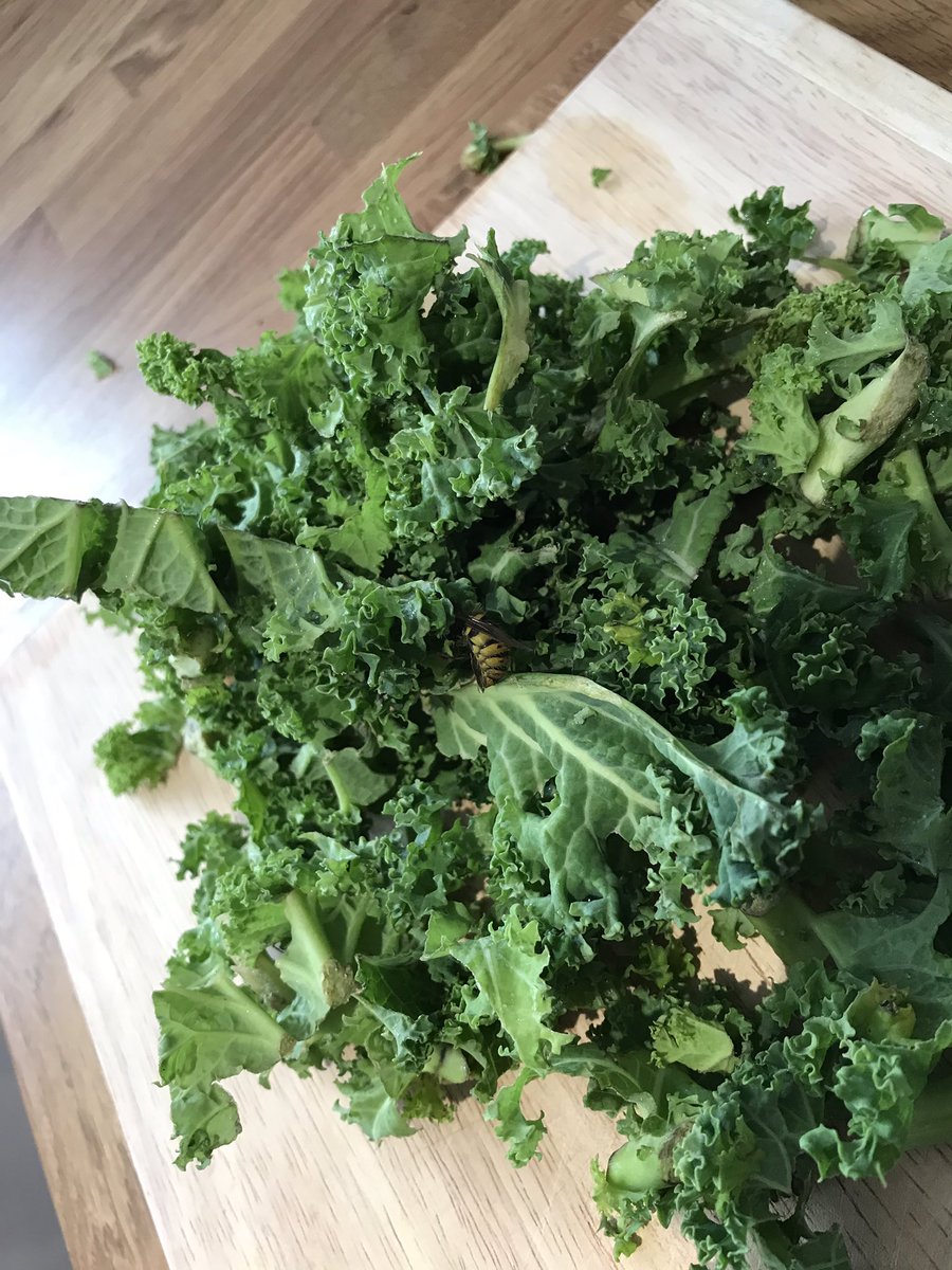 GregFrench93's tweet photo. Wasp this all about @AldiUK came free with my Kale? 😳 #notbuzzing https://t.co/VKOVNcMorV