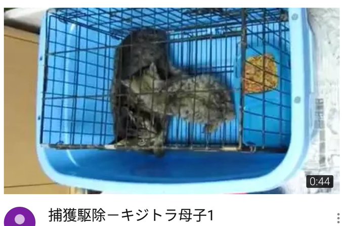 生き物苦手板のtwitterイラスト検索結果 古い順