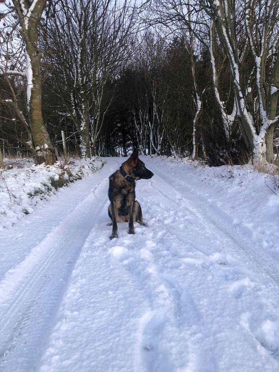 PSOSDogs's tweet image. 07/02/19 car smashed into a residential house garden wall, driver made off through woods. #PDAva tracked from the car, found property, continued &amp;amp;  led straight to the suspects home address where he was allegedly found in possession of the car keys and drunk #TopTeam 🐾🐶