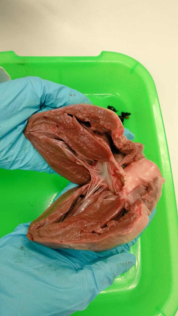 S107Jake's tweet photo. Year 10 spent this week's biology classes studying the chambers, valves and blood vessels of the heart. @StAndrews_107 https://t.co/zq5bQvd5xe