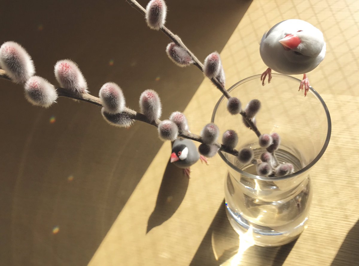 猫柳のふわふわをふしぎそうに観察している文鳥