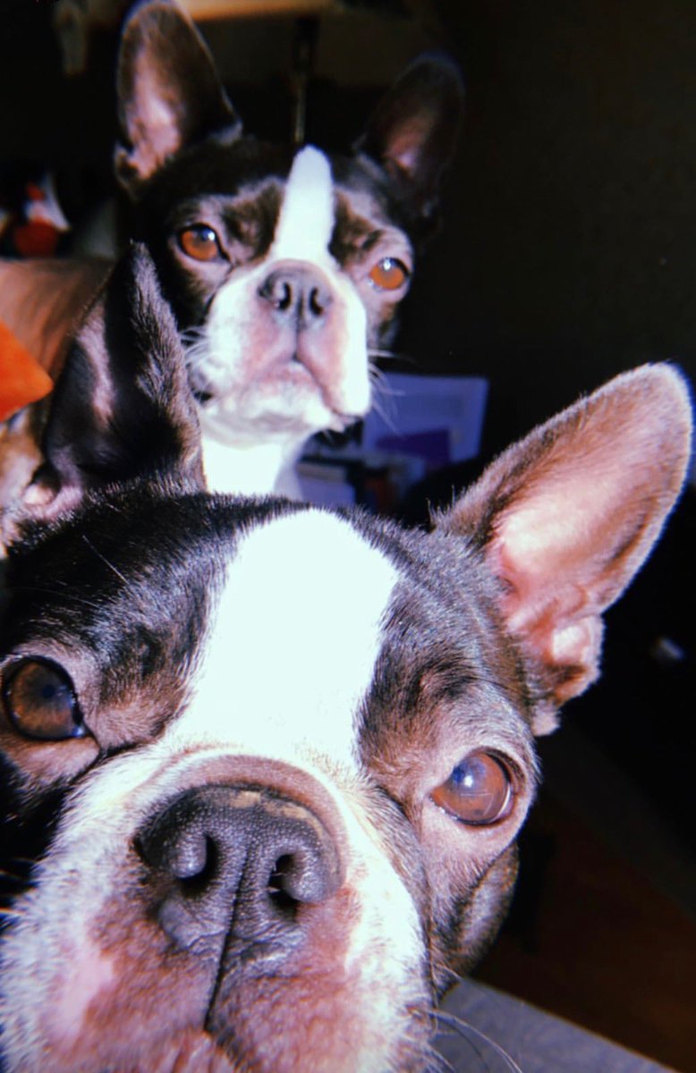 ⁦<a href="/bterrierdogs/">Boston Terrier World</a>⁩ iggy &amp; panda (again) UK