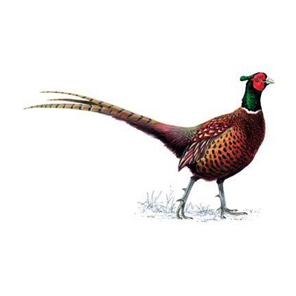 pickyfork's tweet photo. RT @MrPsTavern: Today we are Serving Pheasant Burgers along with a pint of Ale for £10 ... see you @mrpscurioustavern #gin#kitchen #restaurant #delicious #food #drink # #beer #wine #cocktail #dinner #york #yorkshire #goodfood #enjoy #tasty #local #curiou… https://t.co/fBfs6ezHbh