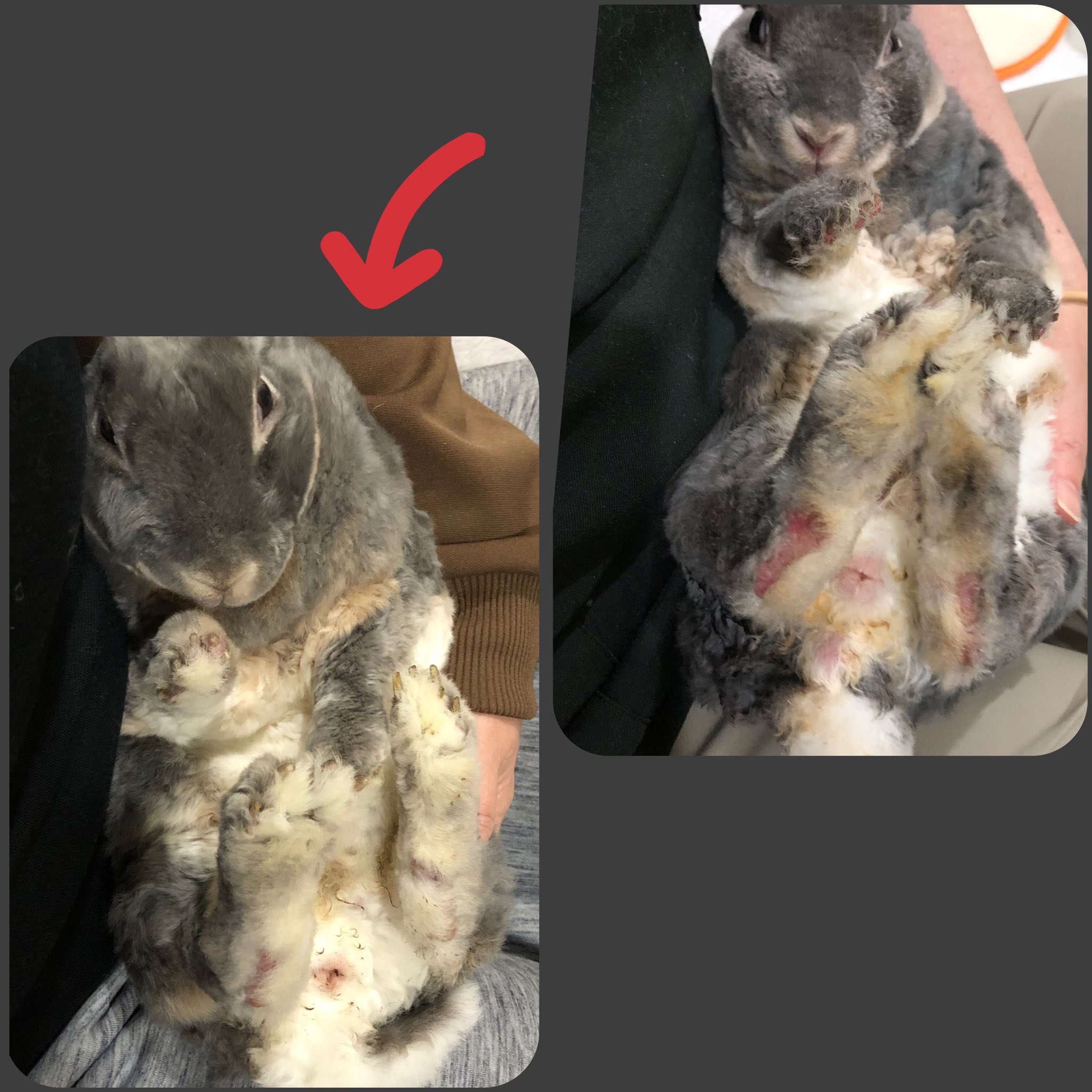 Healing Rabbit 医師から治らないと言われた重度のソアホックが湿潤療法で完治しつつあります 数ヶ月続けました １ キャリーにハンドタオルを入れお湯を浸す ２ その中にウサギを入れる 約１５分 ３ その後 水分を拭き取りスゥスゥマットを敷いた
