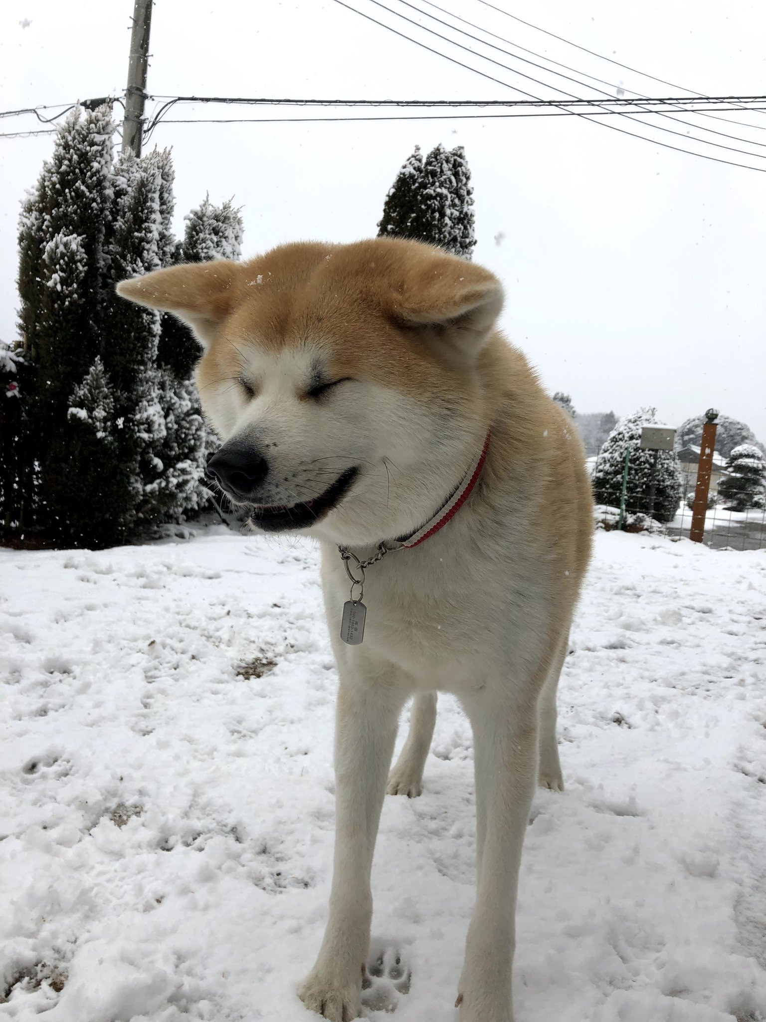 秋田犬あさり Trks0007 Twitter