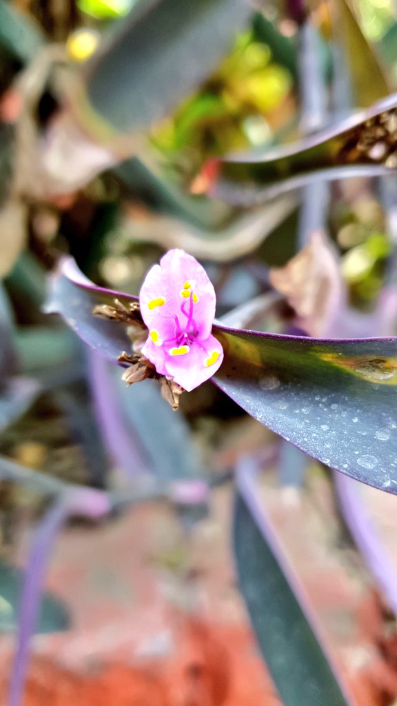 DrAdwitiya's tweet photo. A Walk with Nature.. teaches the lessons of life to one who listens !!

#MyGarden in JNU Campus https://t.co/dvJOI8x5L4