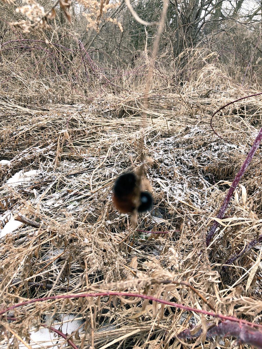 TaylorMadeKG's tweet photo. This week we went to the pond. Geese & ducks, a cool feather, and a woolly bear (“He’s hibernating!”) https://t.co/Dm6WEpctQB