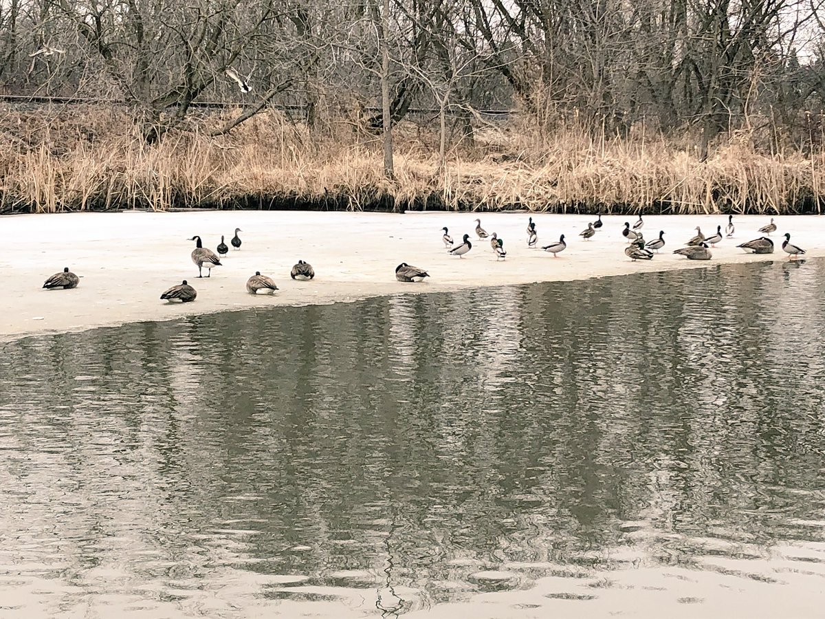 TaylorMadeKG's tweet photo. This week we went to the pond. Geese & ducks, a cool feather, and a woolly bear (“He’s hibernating!”) https://t.co/Dm6WEpctQB