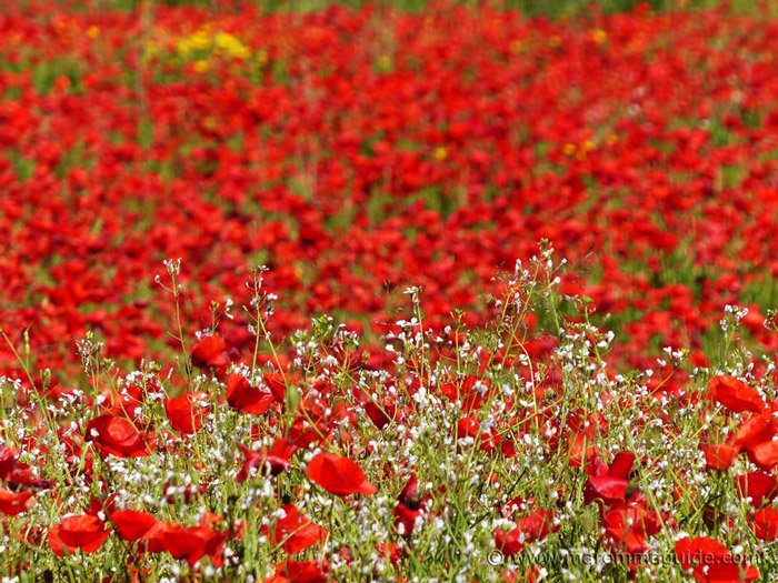 It's starting to feel like spring here in Tuscany: the best time to see flowers in bloom maremmaguide.com/best-time-to-s…